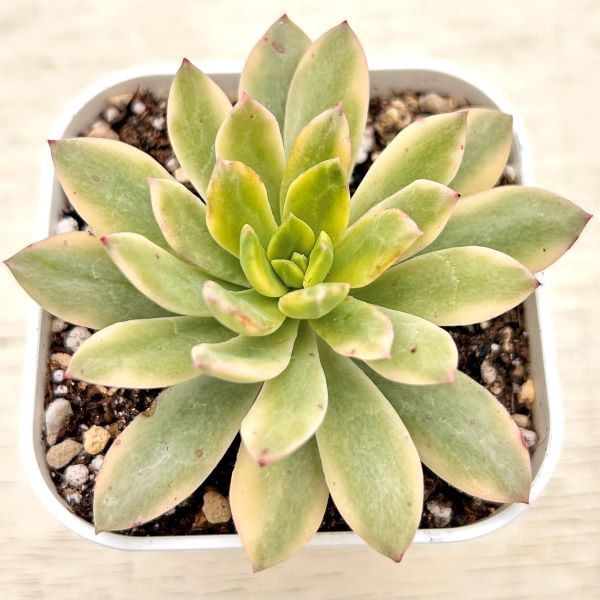 【当店農場生産】多肉植物 エケベリア ミニベル錦 7.5センチポット苗 J1011