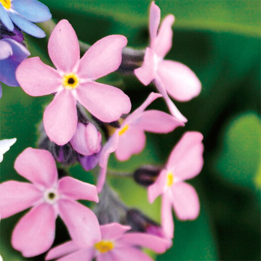 【提携農場生産】忘れな草 モナミ ピンク 9センチポット苗 可愛いお花が咲きます♪
