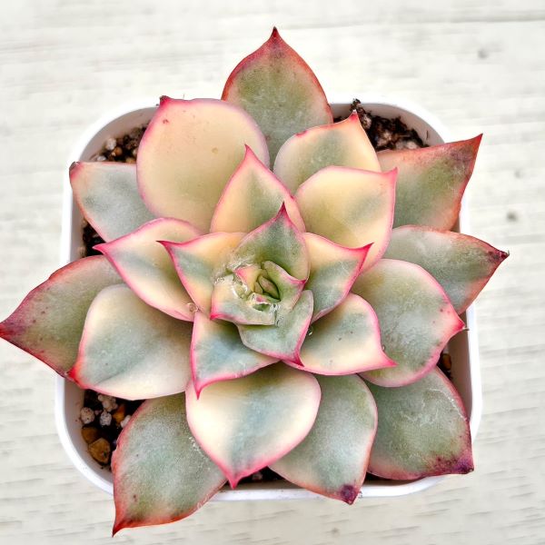 【当店農場生産】●多肉植物 エケベリア ムーンゴッデス錦 7.5センチポット苗 C5143