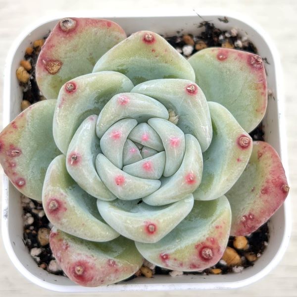 楽天市場】多肉植物 ももたろうの通販 楽天市場】多肉植物 ももたろうの通販