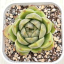 【当店農場生産】●多肉植物 エケベリア ピエラジェニー 7.5センチポット苗
