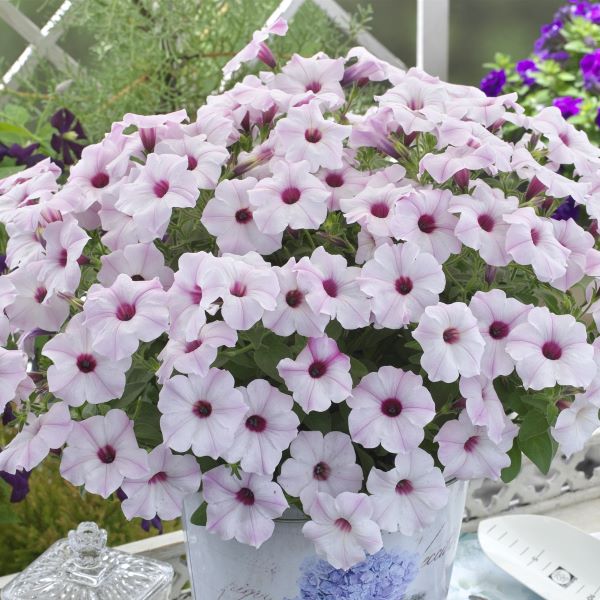 【当店農場生産】ペチュニア ラブリーアイ（花なし苗） 9センチポット苗のサムネイル