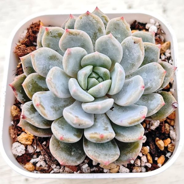 楽天市場】多肉植物 パープル(観葉植物|花・観葉植物):花 楽天市場】多肉植物 パープル(観葉植物|花・観葉植物):花