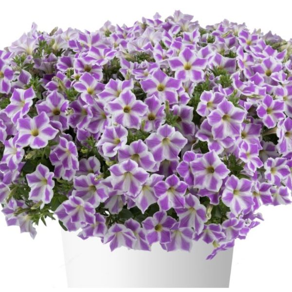 【当店農場生産】ペチュニア カスカディアス ライラックフロスト（花なし苗） 9センチポット苗のサムネイル