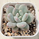 【当店農場生産】●多肉植物 エケベリア シュガーエンジェル 7.5センチポット苗