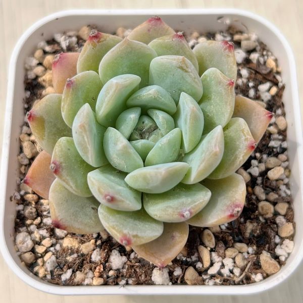 楽天市場】多肉植物 エケベリア(観葉植物|花・観葉植物):花 楽天市場】多肉植物 エケベリア(観葉植物|花・観葉植物):花