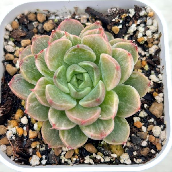 【当店農場生産】●多肉植物 エケベリア プラダ錦 7.5センチポット苗 C4165