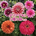 【当店農場生産】八重咲きダリア マキシシリーズ5種類5鉢セット 9センチポット苗☆球根で毎年咲く!4/19更新