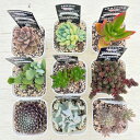 ☆送料無料☆多肉植物苗9種類セット☆おひとり様1セット限り!5/12更新