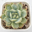 【当店農場生産】◎多肉植物 エケベリア ドライアイス 7.5センチポット苗