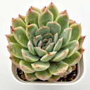 【当店農場生産】◎多肉植物 エケベリア ストロベリーアイス 7.5センチポット苗 0505009