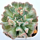 【当店農場生産】◎多肉植物 エケベリア 飛行少年(フライティーンエイジ) 7.5センチポット苗