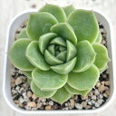 【当店農場生産】●多肉植物 エケベリア パンドラ 7.5センチポット苗
