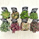 【当店農場生産】多肉植物 クラッスラ 8種類セット お買い得!1鉢225円! 6/26更新