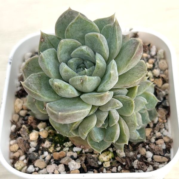 ϥˡߥȤ㤨֡Źۡ¿ʪ ٥ꥢ ӡ 7.5ݥå C4098פβǤʤ400ߤˤʤޤ