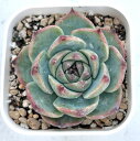 【当店農場生産】◎多肉植物 エケベリア ハニーピーチ 7.5センチポット苗