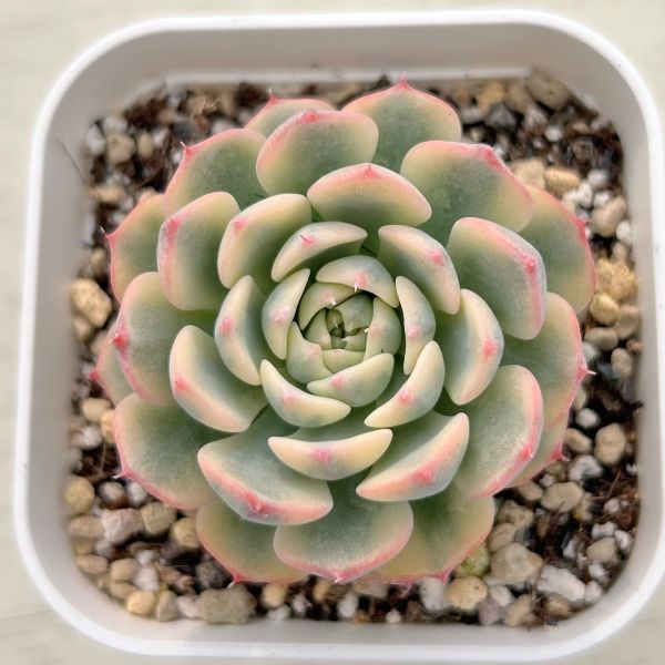 【当店農場生産】●多肉植物 エケベリア ブルーミニマ錦 7.5センチポット苗 C4172