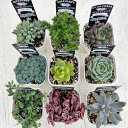 ☆送料無料☆多肉植物苗9種類セット☆おひとり様1セット限り!7/13更新