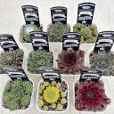 【当店農場生産】多肉植物 センペルビウム10種セット 7/15更新