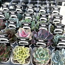【当店農場生産】多肉植物 エケベリア 20種類セット 超お買い得!1鉢298円!7/16更新