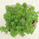 【当店農場生産】多肉植物 セダム(極細葉) モリムラ万年草 7.5センチポット苗 グランドカバーに最適!