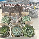 ☆送料無料☆【当店農場生産】はじめての多肉植物★6鉢セット・土・肥料・トレー付 8/4更