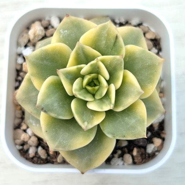 【当店農場生産】●多肉植物 エケベリア ローリー錦 7.5センチポット苗 C5144