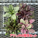 【当店農場生産】アジュガ 4種類セット 耐寒性多年草 グランドカバー 8/22更新