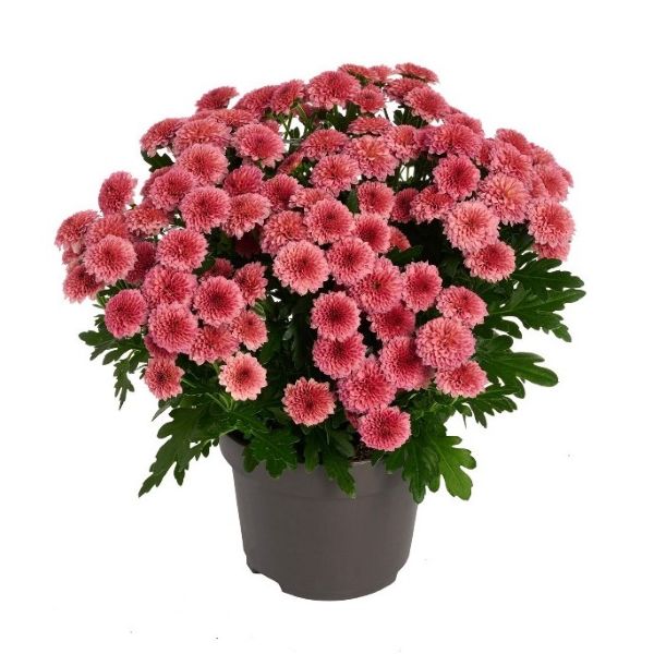 【当店農場生産】ガーデンマム ジェリーフィッシュ コーラル 9センチポット苗 耐寒性宿根多年草のサムネイル