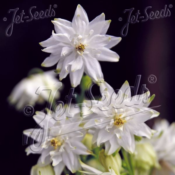 【当店農場生産】おだまき ホワイトバロー 9センチポット苗 耐寒性宿根草のサムネイル