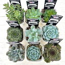 ☆送料無料☆多肉植物苗9種類セット☆おひとり様1セット限り!9/4更新