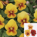【当店農場生産】小輪パンジー わらく アンティークオレンジ(花なし苗) 9センチポット苗 花壇や寄せ植えに♪