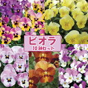 【当店農場生産】人気品種◎変わり咲きビオラ・パンジー5種類10鉢セット(おまつり/れもん/うさぎ/ゆうやけ/おかめ)9/17更新