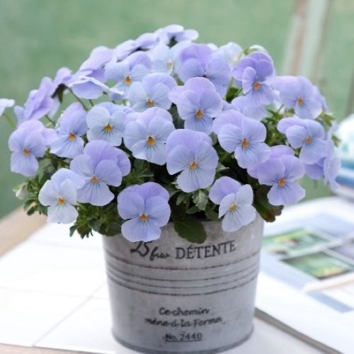 【当店農場生産】ビオラ ビビ ヘブンリーブルーインプ(花なし苗) 9センチポット苗 花壇や寄せ植えに♪