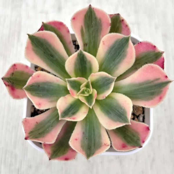 ●多肉植物アエオニウムピンクウィッ...