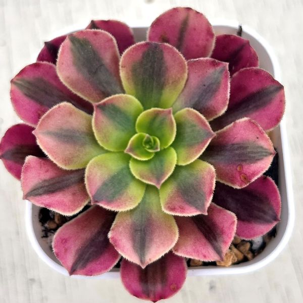 ●多肉植物アエオニウムメデューサ7...