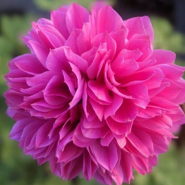 【当店農場生産】アネモネ 凜々花 オーキッド 9センチポット苗 多年草のサムネイル