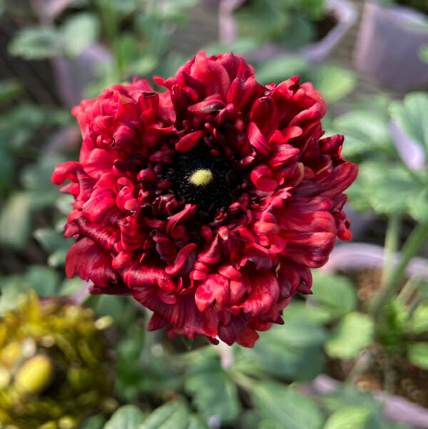 【当店農場生産】ラナンキュラス ルージュルージュ 9センチポット苗のサムネイル