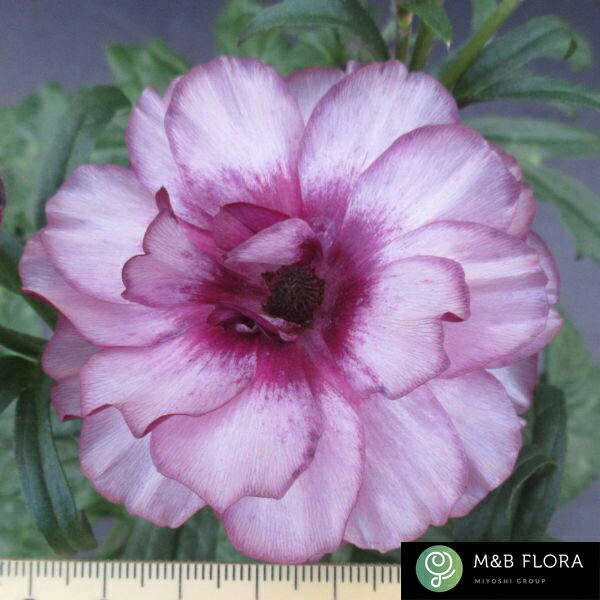 【当店農場生産】ラナンキュラス ラックス ディオソニス 9センチポット苗