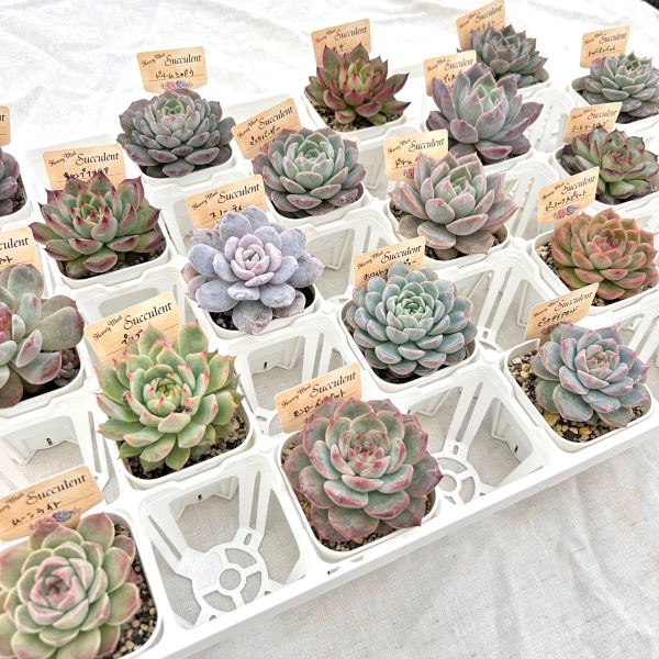 【当店農場生産】多肉植物 エケベリア 20種類セット 超お買い得！1鉢299円！11/18更新