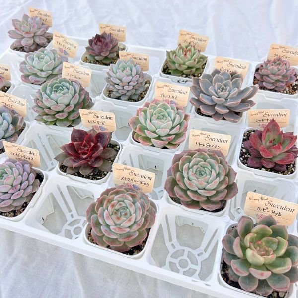 【当店農場生産】多肉植物 エケベリア 20種類セット 超お買い得!1鉢299円!11/23更新