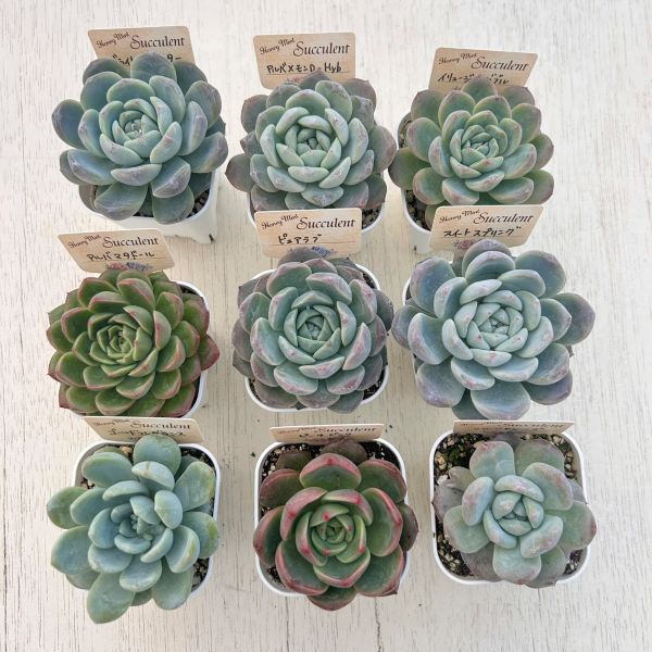 ☆送料無料☆多肉植物苗9種類セット☆おひとり様1セット限り！11/24更新