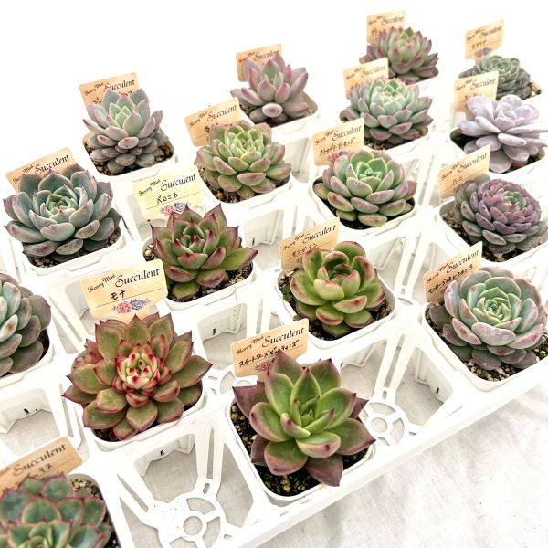 【当店農場生産】多肉植物 エケベ