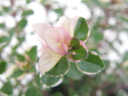 【当店農場生産】フォックスリータイム 9センチポット苗 斑が綺麗で繁殖力旺盛なハーブ