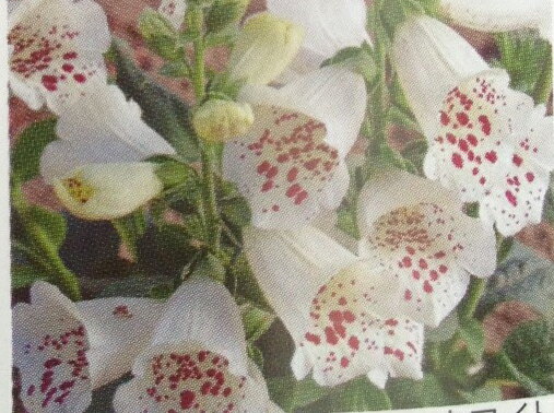 【当店農場生産】ジキタリス キャメロット　クリーム　9センチポット苗　鉢植えや花壇に最適！