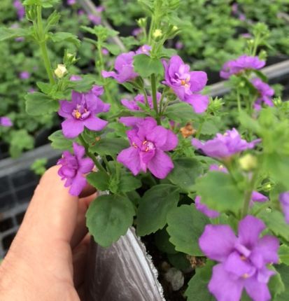 【当店農場生産】バコパコピア ダブルインディゴ 9センチポット苗 宿根草でどんどん大きくなります♪のサムネイル