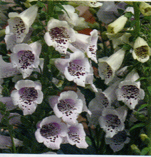 【当店農場生産】ジキタリス キャメロット　ラベンダー　9センチポット苗　鉢植えや花壇に最適！