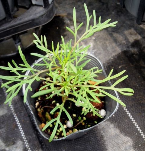 【当店農場生産】コスモスダブルクリックミックス(苗)9センチポット苗鉢植えの栽培にも最適♪