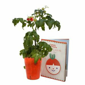 NEW！絵本栽培キット　絵本　栽培キット　栽培セット[02]