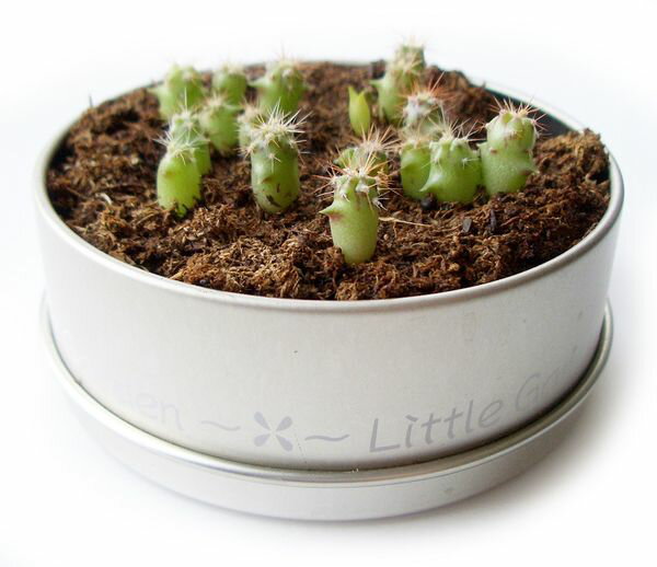 ���ܥƥ�MIX�����ݥ��åȡ����ݥ��åȡ�����Բġ�[02]